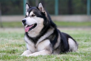 Alaskan Malamutes Dog,The World’s Most Dangerous Dog Breeds