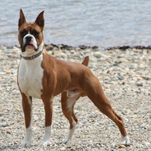 Boxer_4