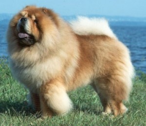 Chow Chow Dog,The World’s Most Dangerous Dog Breeds