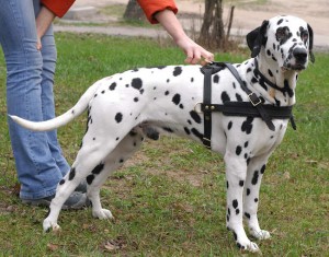 Dalmatian Dog,The World’s 10 Most Dangerous Dog Breeds