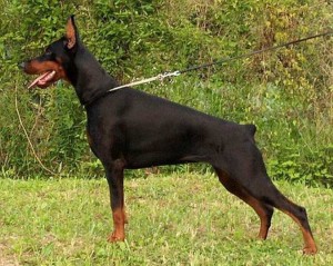 Doberman Pinschers,The World’s 10 Most Dangerous Dog Breeds