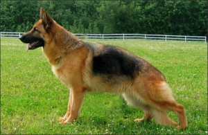 German Shepherds_3
