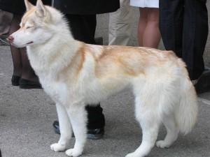 Huskies_5