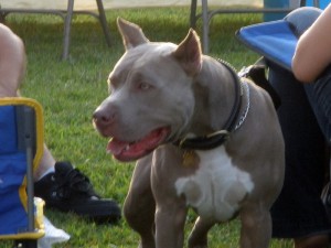 Pit Bulls_1
