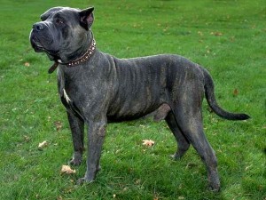 Presa Canario Dog,The World’s 10 Most Dangerous Dog Breeds