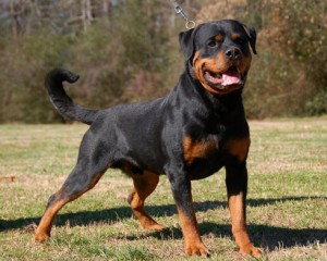 Rottweilers_2