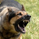 The World’s 10 Most Dangerous Dog Breeds,Dangerous dogs